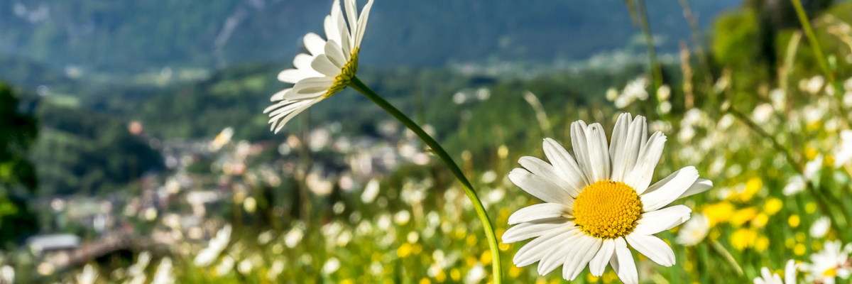 printemps